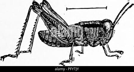 . Handbuch der Natur - Studie für Lehrer und Eltern, auf dem Cornell Natur - Studie Merkblätter. Die Natur studieren. Insekt Studie 3^1 perfekte Flügel, es nicht grösser wachsen. Viele erwachsene Insekten nehmen nur sehr wenig Essen, obwohl einige fortsetzen, um Leben zu unterstützen, um zu essen. Die erwachsenen Stadium ist normalerweise kürzer als die Larve; es scheint ein Teil der wirtschaftlichen Plan der Natur, dass die erwachsenen Insekten nur lange genug Eier zu legen, und somit die Fortsetzung der Sorte sicher leben sollen. Insekten in die vier Stadien in ihrem Wachstum, Ei, Larve, Puppe und erwachsener, komplette zu unterziehen Stockfoto