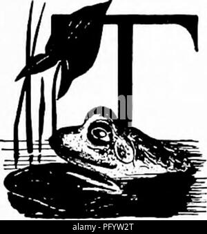 . Handbuch der Natur - Studie für Lehrer und Eltern, auf dem Cornell Natur - Studie Merkblätter. Die Natur studieren. Bullfrog. Der Frosch Lehrer Geschichte er Kinderwagen entlang brooksides, ist wahrscheinlich eines Tages überrascht zu werden, sah ein wenig Moos und Erde plötzlich einen hohen Sprung und eine weit ein, offensichtlich ohne Provokation. Eine Untersuchung löst das Verklumpen von Moss in einem glänzend grün und gelb gestreifte Frosch, und dann den Kinderwagen fragt sich, wie er haben könnte solch eine offensichtliche Kreatur sah. Aber die Leopard Frog ist nur offensichtlich, wenn es aus seiner Umgebung. Die gemeinsame Green Frog ist qu Stockfoto
