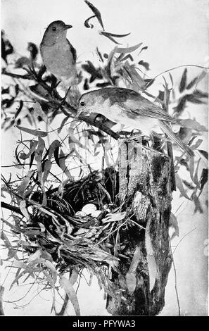 Dieser Eintrag von *The Birds of Australia* beschreibt die graue Shrike-Thrush (*Collyriocichla harmonica*), eine Vogelart, die in Australien vorkommt, mit einem Schwerpunkt auf ihrer Ökologie und ihrem Verhalten, basierend auf Beobachtungen im Zoo von Melbourne. Stockfoto