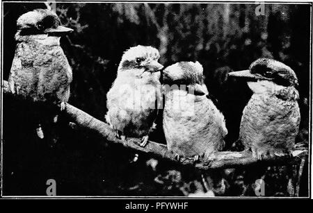 . Die Vögel von Australien. Vögel. 236 DIE VÖGEL DER GATTUNG ATJSTEALIA Dacelo. Nach Australien und das südliche Neuguinea beschränkt. Schlüssel zu den Arten. Schwanz gleichermaßen in beiden Geschlechtern, rufous verjähren mit Schwarz. X&gt;. Gigas. Schwanz der männlichen Blau, der weiblichen Zimt rufous Gesperrt witb blau Gesamtlänge 17 cm D. Leachii. Gesamtlänge 15 cm. D. cervina. Die lachende Kingfisher (KOOKABURRA). Dacelo Gigas. Queensland, New South Wales, Victoria und South Australia. Krone der Kopf braun, Sommersprossigen mit rufous auf der Stirn, die Federn bilden eine Crest, der langen Kamm Federn mit weißen Ränder;. Sydney Stockfoto