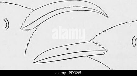 . Schlüssel für nordamerikanische Vögel; enthält eine kurze Beschreibung aller Arten von Wohn- und fossiler Vogel derzeit vom Kontinent nördlich der mexikanischen Grenze und der Vereinigten Staaten bekannt. Illustriert von 6 Stahlplatten und aufwärts von 250 Holzschnitte. Vögel. TURDIDiE, Drosseln. GEN. 1. 73 3^-4, Schwanz 2 f-3. Norden Americii, außer vielleicht Südwesten US Nest in Büschen; Eier speclded. Wils., v, Pi. 45, w. 2, nicht aber seine Beschreibung auf S. 95; Bd. 1, 216 swAiNSONi. Yaw alicke. Alice's Thrush. Ähnlich; bat Ohne huffy Farbton über Kopf, noch gelblich Ring um Auge; Mittelung ein wenig größer, mit Stockfoto