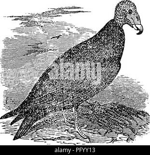 . Wilson's American Ornithologie, mit Noten von Jardine. Zu dem ist eine Synopse der amerikanischen Vögel, einschließlich derer, die von Bonaparte, Audubon, Nuttall, Richardson, von T.M. hinzugefügt Brewer. Vögel; 1854. 6 G 0 - jUilKEV N'UI/rURE. Konformation, es sei denn, es tauchen zu erleichtern, für die "lich die komprimierte Form gut angepasst ist; und ebenso, wenn der Körper erweitert, wird lebhafter gerendert werden, und zum Zweck der Schwimmen auf der Oberfläche des Wassers passen. Truthahngeier oder TURICEY BUSSARD. ÂVULTUR AURA. âFig. 316.. Uruba, Aura T. zopilott, Marcgrave, Mexiko, 207, 208. Â Hernandez, Mex. 3. Stockfoto