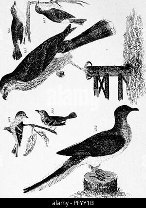 . Wilson's American Ornithologie, mit Noten von Jardine. Zu dem ist eine Synopse der amerikanischen Vögel, einschließlich derer, die von Bonaparte, Audubon, Nuttall, Richardson, von T.M. hinzugefügt Brewer. Vögel; 1854. . Bitte beachten Sie, dass diese Bilder sind von der gescannten Seite Bilder, die digital für die Lesbarkeit verbessert haben mögen - Färbung und Aussehen dieser Abbildungen können nicht perfekt dem Original ähneln. extrahiert. Wilson, Alexander, 1766-1813; Brauer, Thomas Mayo, 1814-1880; Jardine, William, Sir, 1800-1874; T.L. Magagnos&amp; Company. pbl. New York, T.L. Magagnos Stockfoto