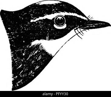 . Vögel des Colorado Tal ... wissenschaftlichen und populären Informationen über Nordamerikanische Ornithologie;. Vögel. Verteilung OP YELLOW-RUMPED WARBLER 283 Latham, und Wimpel unterscheidet sich von der gelben Hinterteil von anthors; und haben für die große numher des Polynoms Lateinischen, Französischen und Englischen Namen, die die gleichen Vogel erhalten hat. Der Zustand der Fall ist nichts Ungewöhnliches; denn obwohl sich die Zahl der Namen vielleicht mehr, aber diese Verschiebung wird durch die Möglichkeit der Bestimmung sie alle. Der Leser kann sich vorstellen, wie untrennbar die Verwirrung gewesen wären, wenn der Vogel einige deutlich gemacht - m Stockfoto