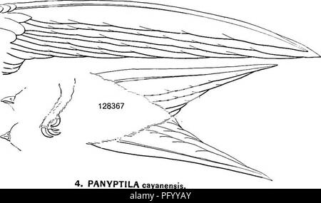 . Die Vögel von Nord- und Mittelamerika: ein Beschreibender Katalog der höheren Gruppen, Gattungen, Arten und Unterarten von Vögel in Nordamerika zu kommen, von der Arktis landet auf dem Isthmus von Panama, den Westindischen Inseln und andere Inseln der Karibik, und das Galapagos Archipel. Vögel. 3. AERONAUTES Melanoleucus. ^^X^-. 4. PANYPTILAcayanens.. Bitte beachten Sie, dass diese Bilder sind von der gescannten Seite Bilder, die digital für die Lesbarkeit verbessert haben mögen - Färbung und Aussehen dieser Abbildungen können nicht perfekt dem Original ähneln. extrahiert. Ridgway, Robert, Stockfoto