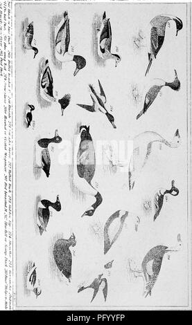 . Amerikanische Ornithologie, mit Noten von Jardine. Zu dem ist eine Synopse der amerikanischen Vögel, einschließlich derer, die von Bonaparte, Audubon, Nuttall, Richardson, von T.M. hinzugefügt Brewer. Vögel. . Bitte beachten Sie, dass diese Bilder sind von der gescannten Seite Bilder, die digital für die Lesbarkeit verbessert haben mögen - Färbung und Aussehen dieser Abbildungen können nicht perfekt dem Original ähneln. extrahiert. Wilson, Alexander, 1766-1813; Jardine, William, Sir, 1800-1874; Brauer, Thomas Mayo, 1814-1880. New York, H. S. Samuels Stockfoto