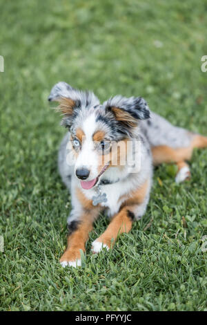 Blue Merle Miniature American Shepherd Welpen liegen. Stockfoto