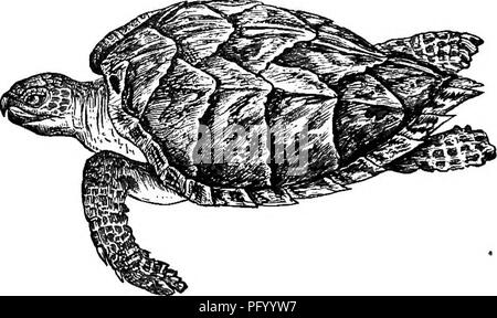 . Natürliche Geschichte der Tiere. Mit kurzen Beschreibungen der Tiere auf die natürlichen Tenney Geschichte Tabletten, aber komplett ohne die Tabletten. Zoologie. Abb. 170. - Snapping Turtle.. Abb. 171. - Hawls-rechnung Schildkröte. Pfund oder mehr, und sind in der Nacht gefangen, wenn sie an Land kommen, um ihre Eier zu legen. Bitte beachten Sie, dass diese Bilder sind von der gescannten Seite Bilder, die digital für die Lesbarkeit verbessert haben mögen - Färbung und Aussehen dieser Abbildungen können nicht perfekt dem Original ähneln. extrahiert. Tenney, Sanborn, 1827-1877; Tenney, Abby Amy (Gove) 1836 -. New York, S Stockfoto