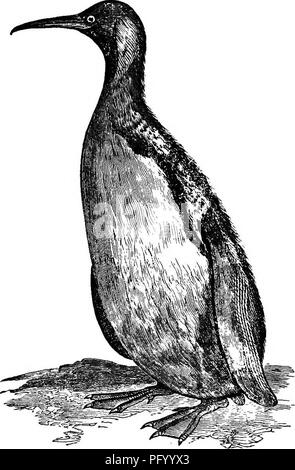 . Natürliche Geschichte der Tiere. Mit kurzen Beschreibungen der Tiere auf die natürlichen Tenney Geschichte Tabletten, aber komplett ohne die Tabletten. Zoologie. Schwimmer: Alken, Papageientaucher und Pinguine. 99 Alken, Papageientaucher und Pinguine. Diese gehören zu den kalten Regionen, und die Pinguine auf der südlichen Hemisphäre. Die große Pinguin von Patagonien ist größer als eine Gans. Seine Flügel sind so. Abb. 165.- Patagonischer Pinguin. Klein, dass er nicht fliegen kann, und es bleibt in der Wasser-, Ex-Cept wenn es kriecht am Ufer seine Eier zu legen und hinten seine Jungen. Pinguine brüten ihre Eier indem Sie sie zwischen ihre Schenkel Stockfoto