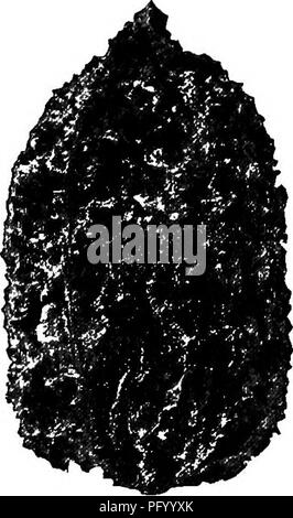 Dieses Buch über die Fruchtkultur enthält detaillierte Anweisungen zur Vermehrung und zum Anbau einer breiten Palette von Früchten, die für die Vereinigten Staaten geeignet sind. Es geht um verschiedene Methoden der Baumvermehrung und betont den Wert von Butternut- und Schwarzwalnussbäumen, sowohl für ihre Nüsse als auch für ihr Holz, und bietet eine Orientierungshilfe für Landwirte und Gartenbauer. Stockfoto