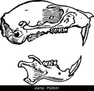 . Natürliche Geschichte der Tiere. Mit kurzen Beschreibungen der Tiere auf die natürlichen Tenney Geschichte Tabletten, aber komplett ohne die Tabletten. Zoologie. Abb. 84,- Europäische Igel. Sekten, Früchten und Wurzeln. In kalten Klimazonen, die sie den ganzen Winter über schlafen. Sie leben in der Alten Welt. Sie sind alle sehr klein, der Europäische Igel nur neun oder zehn Zoll lang. Das Tier in Amerika, der Igel ist ein Stachelschwein. KODENTS oder Nagetiere. Die Nager sind leicht durch ihre Zähne bekannt. In jedem Kiefer haben Sie die zwei vorderen Meißelform, sowie zwischen diesen und den Schleifer gibt es eine Breite Stockfoto