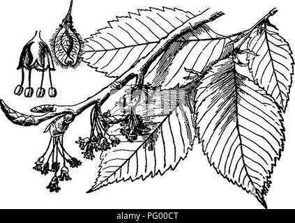 . Der Unterricht in der Botanik. Botanik. Kapitel XLII. DICOTYLEDONS (Fortsetzung). Thema V: Dicotyledons hypogynous mit verschiedenen Blüten und Blumen. Um UrticiflorjE. 412. Lektion VI. Die ELM-Familie (ulmacese). - Die Ulme gehört zu dieser Familie. Die Blätter unserer amerikanischen Ulme (Ulmus americana) sind eiförmig, spitz, tief gesägt, und mit einem schrägen, wie in Abb. 1 gezeigt. 219. Die schmale Nebenblätter. Abb. 219. Spray von Blättern und Blüten der amerikanischen Elm; links oben ist Teil der Blume, neben geflügelten Samen (Samara). Die vorhanden sind, wenn die Blätter zunächst von der bud bald abfallen. Die f Stockfoto