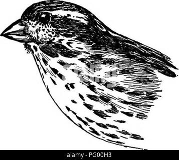 . Ein Leitfaden für die Vögel von New England und New York; mit einem Schlüssel für jede Jahreszeit und kurze Beschreibungen von über zweihundert und fünfzig Arten, insbesondere in Bezug auf ihr Aussehen im Feld. Vögel, Vögel. 182 VÖGEL VON NEUEN ENGLAKD UND OSTEUROPÄISCHEN NEUEN YOKK. ish; Flügel und Schwanz bräunlich; Schwanz ziemlich tief verzweigt. Ad. 9 Und Im. - Obere Teile grau-braun, gestreift; unter Teile grau, gestreift mit Braun; Zeile hinter dem Auge grau. $ im ersten Decksaison, wie die Weibchen. Nest, Evergreens, fünf bis dreißig Fuß. Eier, blau, am großen Ende beschmutzt mit bräunlich. Die Lila Stockfoto