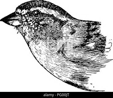 . Ein Leitfaden für die Vögel von New England und New York; mit einem Schlüssel für jede Jahreszeit und kurze Beschreibungen von über zweihundert und fünfzig Arten, insbesondere in Bezug auf ihr Aussehen im Feld. Vögel, Vögel. 162 BIEDS VON NEW ENGLAND UND OSTEUROPA Neue YOKK Sommer durch seine Black Hill und die schwarze Linie durch das Auge; in dem Fall Absplittern Spatzen sind oft mit rötlichen gesehen - hrown Rechnungen. Es gibt mehr Schwarz in der chipping Sparrow's zurück und weniger rötlich-braun, so dass sich der Rücken sieht dunkler. Von einer Beschreibung der Sumpf Spatz, könnte man annehmen, dass es ähnelt dem Chippi Stockfoto