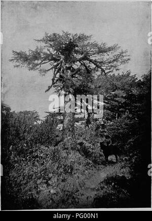 . Wald Flora von Japan. Hinweise zu den Wald Flora von Japan. Bäume; die Wälder und die Forstwirtschaft; Botanik. Platte XXL. LARIX DAHURICA, div. JAPONICA, Maxm.. Bitte beachten Sie, dass diese Bilder sind von der gescannten Seite Bilder, die digital für die Lesbarkeit verbessert haben mögen - Färbung und Aussehen dieser Abbildungen können nicht perfekt dem Original ähneln. extrahiert. Sargent, Charles Sprague, 1841-1927. Boston, Houghton Mifflin, Stockfoto