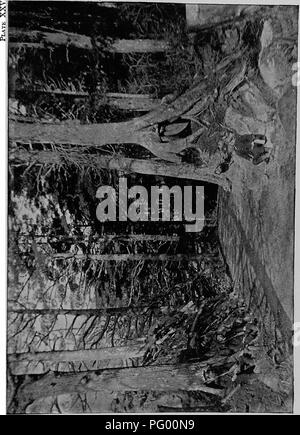 Diese Sammlung enthält detaillierte Hinweise zur Waldflora Japans, einschließlich verschiedener Baumarten, ihrer ökologischen Rolle und ihrer Bedeutung für die lokale Forstwirtschaft. Es bietet botanische Beschreibungen und Einblick in Japans vielfältige Waldökosysteme. Stockfoto