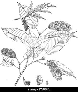 . Wald Flora von Japan. Hinweise zu den Wald Flora von Japan. Bäume; die Wälder und die Forstwirtschaft; Botanik. Platte XXI.. C. E. Faxoh del. CARPINUS CARPINUS, Sarg.. Bitte beachten Sie, dass diese Bilder sind von der gescannten Seite Bilder, die digital für die Lesbarkeit verbessert haben mögen - Färbung und Aussehen dieser Abbildungen können nicht perfekt dem Original ähneln. extrahiert. Sargent, Charles Sprague, 1841-1927. Boston, Houghton Mifflin, Stockfoto