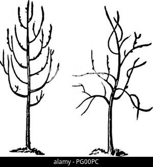 . Die amerikanische Obst culturist, mit Anweisungen für die Vermehrung und Kultur von allen Früchten in den Vereinigten Staaten angepasst. Obst - Kultur. Schwein. 305. Abb. 30 s. Schwein. 307. Schwein. 30 S. Übersicht Formen von Wachstum. Abb. 309 - Zerzausten, ähnlich dem nächsten vor, aber mit Sprossen schlanker und gebogene, wie Winter Nelis und Schwarz Worces-ter Birne (Abb. 309). Triebe sind gerade, wie in den frühen Ernte und Northern Spy Äpfel; flexuous, oder mehr oder weniger Abweichung von einer geraden Linie, wie in der Swaar und Roxbury Rotbraun. Diese Unterscheidung ist sehr offensichtlich und einheitliche in jungen und sehr sparsam Baum Stockfoto