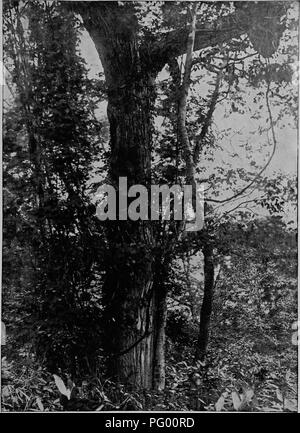 . Wald Flora von Japan. Hinweise zu den Wald Flora von Japan. Bäume; die Wälder und die Forstwirtschaft; Botanik. Platte XV T.. RICINIFOLIUM ACANTHOPANAX, scheinen.. Bitte beachten Sie, dass diese Bilder sind von der gescannten Seite Bilder, die digital für die Lesbarkeit verbessert haben mögen - Färbung und Aussehen dieser Abbildungen können nicht perfekt dem Original ähneln. extrahiert. Sargent, Charles Sprague, 1841-1927. Boston, Houghton Mifflin, Stockfoto