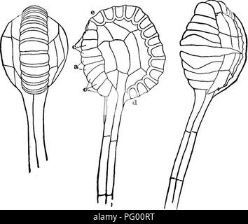 Dieser Lehrtext in der Botanik erklärt die Struktur und Funktion von Pflanzenzellen, einschließlich des Transpiration-Prozesses und der Rolle verschiedener Zelltypen beim Pflanzenwachstum. Es dient als Einführung in das Studium der Pflanzenbiologie und Physiologie. Stockfoto