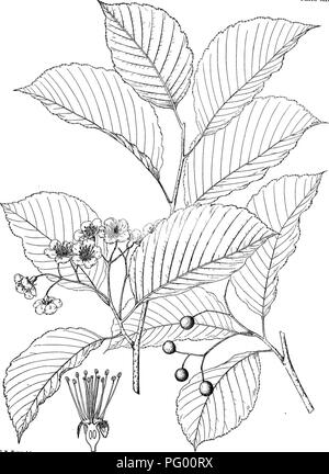 . Wald Flora von Japan. Hinweise zu den Wald Flora von Japan. Bäume; die Wälder und die Forstwirtschaft; Botanik. Platte XIII. C. E. Faxon del, PYRUS MIYABEI, Sarg.. Bitte beachten Sie, dass diese Bilder sind von der gescannten Seite Bilder, die digital für die Lesbarkeit verbessert haben mögen - Färbung und Aussehen dieser Abbildungen können nicht perfekt dem Original ähneln. extrahiert. Sargent, Charles Sprague, 1841-1927. Boston, Houghton Mifflin, Stockfoto