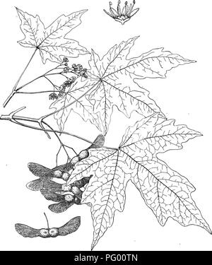 . Wald Flora von Japan. Hinweise zu den Wald Flora von Japan. Bäume; die Wälder und die Forstwirtschaft; Botanik. Platte IX. C. E. Faxon del. ACER MIYABEI, Maxm.. Bitte beachten Sie, dass diese Bilder sind von der gescannten Seite Bilder, die digital für die Lesbarkeit verbessert haben mögen - Färbung und Aussehen dieser Abbildungen können nicht perfekt dem Original ähneln. extrahiert. Sargent, Charles Sprague, 1841-1927. Boston, Houghton Mifflin, Stockfoto