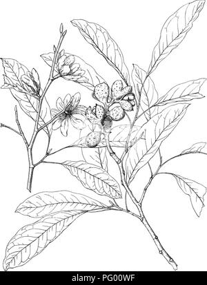 . Wald Flora von Japan. Hinweise zu den Wald Flora von Japan. Bäume; die Wälder und die Forstwirtschaft; Botanik. Platte V.. 0. E. Faxon del. MICHELIA COMPRESSA, Maxm.. Bitte beachten Sie, dass diese Bilder sind von der gescannten Seite Bilder, die digital für die Lesbarkeit verbessert haben mögen - Färbung und Aussehen dieser Abbildungen können nicht perfekt dem Original ähneln. extrahiert. Sargent, Charles Sprague, 1841-1927. Boston, Houghton Mifflin, Stockfoto