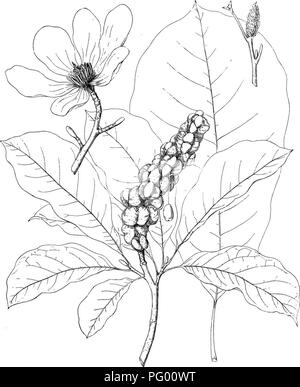 . Wald Flora von Japan. Hinweise zu den Wald Flora von Japan. Bäume; die Wälder und die Forstwirtschaft; Botanik. Platk III. C. E. Faxoh del. MAGNOLIA KOBUS, DC. Bitte beachten Sie, dass diese Bilder sind von der gescannten Seite Bilder, die digital für die Lesbarkeit verbessert haben mögen - Färbung und Aussehen dieser Abbildungen können nicht perfekt dem Original ähneln. extrahiert. Sargent, Charles Sprague, 1841-1927. Boston, Houghton Mifflin, Stockfoto
