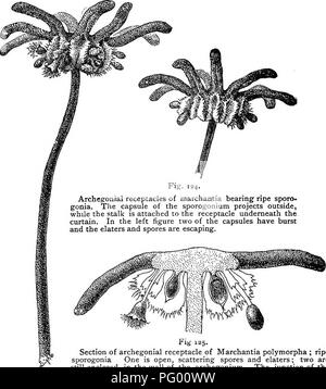Dieser lehrreiche Text bietet Lektionen zur Botanik, einschließlich des Studiums von Leberworten wie Marchantia. Sie erklärt ihr Wachstum, ihre Fortpflanzung und ihren Lebenszyklus, wobei der Schwerpunkt auf ihrem Knospungsprozess und der Bildung neuer Pflanzen aus Gemmae liegt. Stockfoto