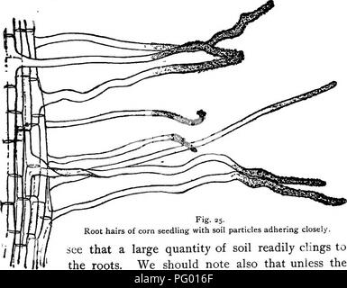 Dieser Lehrtext erklärt den Prozess, bei dem Pflanzen flüssige Nahrung aus dem Boden durch ihre Wurzelhaare aufnehmen, und bietet eine klare Erklärung der pflanzlichen Ernährung und der Wasseraufnahme Mechanismen. Stockfoto