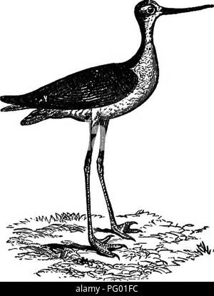 . New England Vogel leben; ein Handbuch von New England Ornithologie: Rev., hrsg. vom Manuskript von Winfrid A. Stearns. Vögel. HIMANTOPUS MEXICANUS: SCHWARZ-NECKED STELZENLÄUFER. 183 Bei diesem Vogel, der wahrscheinlich längsten Beinen gefiederten zweibeinigen im Verhältnis zu der Größe des Körpers, ist ziemlich ähnlich wie die der Säbelschnäbler, soweit es seine Pres-ence in Neu-England. Es ist einfach ein Nachzügler, obwohl es bekannt ist, stattgefunden haben häufiger als der Säbelschnäbler festgestellt worden ist, wie wir gesehen haben, gibt es nur drei annehmbar Aufzeichnungen im Falle des letztgenannten Arten getan zu haben - Stockfoto