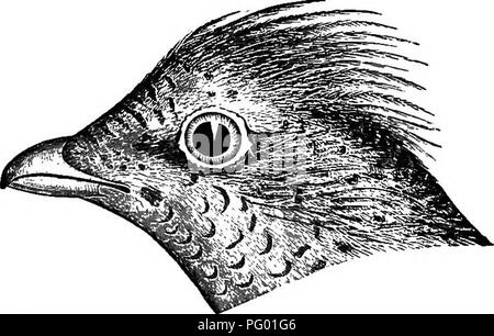 . New England Vogel leben; ein Handbuch von New England Ornithologie: Rev., hrsg. vom Manuskript von Winfrid A. Stearns. Vögel. 152 tetraonidjE: Grouse. "Rebhühner, "die wirklichen Rebhuhn der Vereinigten Staaten eine Wachtel bezeichnet wird. In den südlichen Mitgliedstaaten der Fall ist noch weiter kompliziert durch Aufruf von Bonasa ein "Pheas-ant." Diese Verwirrung in der Nomenklatur ist ein Erbe aus der frühesten englischen Siedler unseres Landes, die natürlich jeder Vogel neue rief ihnen durch einen Namen vorgeschlagen durch die reale oder eingebildete Ähnlichkeit mit einigen europäischen Arten, mit denen Sie vertraut waren, Stockfoto