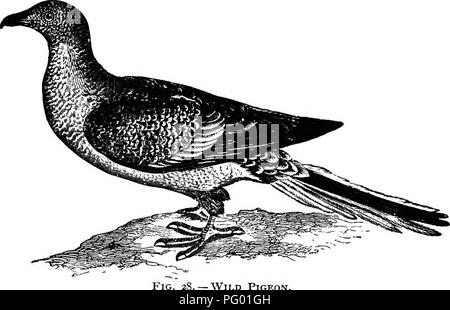 . New England Vogel leben; ein Handbuch von New England Ornithologie: Rev., hrsg. vom Manuskript von Winfrid A. Stearns. Vögel. Ich 40 COLUMBIDvE: Tauben. Tutes für Haustauben in diesen Wettbewerben der Fähigkeit zwischen Sportlern, die unsere stärksten mis - geführte Menschenfeind, Herr Henry Bergh, hat so lange vergeblich essayed zu unterdrücken. Die Werke von verschiedene Autoren, die von Tauben behandeln enthalten einen großen Laden der förderfähigen Lektüre zum Thema Diese Taube, die die Grenzen unserer eigenen Abhandlung uns zu transkribieren, verbieten oder sogar in der Substanz reproduzieren; und wir haben keine neuen Informationen zu Stockfoto