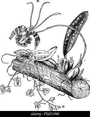 . Botanik für junge Leute: Teil II. Wie die Pflanzen sich verhalten, wie sie sich bewegen, Klettern, beschäftigen, Insekten, für Sie zu arbeiten, &Amp; c. Botanik. Und CEOSS - riillTILlZE TllliUt Blumen. 31 Schiedlichen aus, dass jedes anderen Orchis Familie als separaten Beschreibungen zu müssen, aber eine sehr kurze muss man dienen, da wir keine Abbildung bereit. Wir beziehen uns auf wilde Arten; und zuerst den gelben und den großen weißen und rosa, Rush1978 - pedium, spectabile, der auffällige Dame - Slipper. Im Gegensatz zu den anderen Orchideen, Es gibt zwei sta-mens: der Pollen ist pulverförmige, oder zwischen pulvrigen und Breiig und nicht sehr unterschiedlich aus. Stockfoto