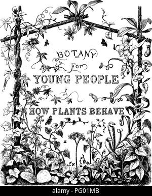 . Botanik für junge Leute: Teil II. Wie die Pflanzen sich verhalten, wie sie sich bewegen, Klettern, beschäftigen, Insekten, für Sie zu arbeiten, &Amp; c. Botanik. . Bitte beachten Sie, dass diese Bilder sind von der gescannten Seite Bilder, die digital für die Lesbarkeit verbessert haben mögen - Färbung und Aussehen dieser Abbildungen können nicht perfekt dem Original ähneln. extrahiert. Grau, Asa, 1810-1888. New York: Ivison, Blakeman, Taylor Stockfoto