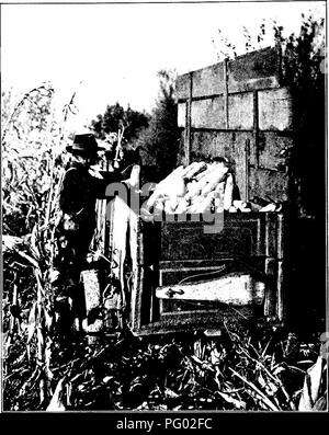 . Die Maisernte: Eine Diskussion von Mais, Sorghum, kafirs und wie in den USA und Kanada angebaut. Mais; Kafir Mais, Sorghum. 240 DER MAIS C OPS Ernte Ohren durch Maschinen 170. Für mindestens 50 Jahre, wurden Versuche unternommen, zu entwickeln mechanische Mais Picker im Feld zu betreiben. In den letzten Jahren wurden Maschinen haben perfektioniert. Abb. S3. - Methode der schälen Kom vom Feld in com Gürtel.. Bitte beachten Sie, dass diese Bilder aus gescannten Seite Bilder, die digital haben für die Lesbarkeit verbessert - Färbung und Aussehen dieser Abbildungen können nicht Perfekt extrahiert werden Stockfoto