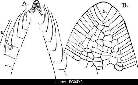 Die vorliegende Arbeit beschäftigt sich mit der Struktur und Entwicklung von Moosen und Farnen, insbesondere der Archegoniatae-Gruppe. Es untersucht die Zellentwicklung, die Segmentanordnung und wie diese Pflanzen Knoten und Internodien bilden, was zur allgemeinen Morphologie der Pflanzen beiträgt. Stockfoto
