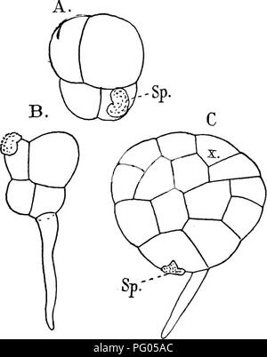 Dieser Text enthält eine detaillierte Untersuchung der Struktur und Entwicklung von Moosen und Farnen, wobei der Schwerpunkt auf der Gruppe der Archegoniatae liegt. Es werden ihre Reproduktionszyklen, Morphologie und ökologische Bedeutung in der Pflanzenbiologie und -Evolution diskutiert. Stockfoto