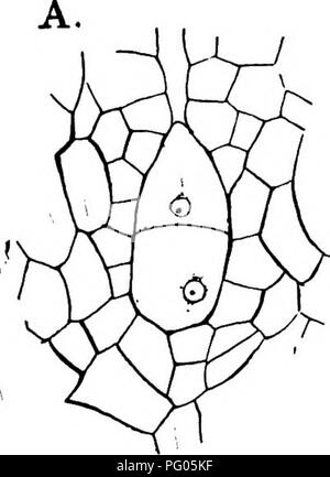 Diese Studie untersucht die Struktur und Entwicklung von Moosen und Farnen, insbesondere der Archegoniatae-Gruppe. Die Forschung konzentriert sich auf die embryonalen Stadien dieser Pflanzen und hebt strukturelle Ähnlichkeiten in ihrer Entwicklung hervor. Diese Arbeit trägt zum Verständnis der Pflanzenmorphologie und der frühen Stadien des Pflanzenwachstums bei. Stockfoto