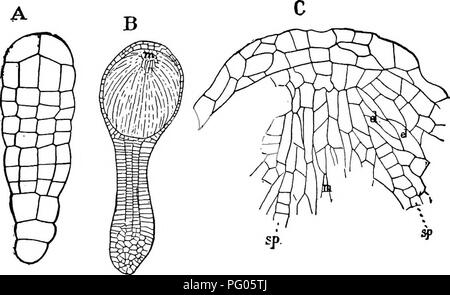 Die Struktur und Entwicklung von Moosen und Farnen, insbesondere aus der Klasse Archegoniatae, wird detailliert untersucht, wobei deren zelluläre Organisation und Reproduktionsprozesse im Mittelpunkt stehen. Die Kapselbildung dieser Pflanzen und die Entwicklung ihrer Strukturen sind entscheidend für das Verständnis ihrer Wachstumsmuster und Ausbreitung. Stockfoto
