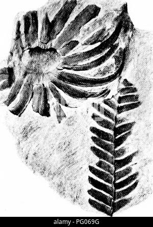 Dieser Text bietet einen Überblick über fossile Pflanzen, speziell für Studenten der Botanik und Geologie. Es werden verschiedene Pflanzenarten und ihre Rolle in der Geschichte der Erde diskutiert, wobei der Schwerpunkt auf Ptilophyllum und verwandten Gattungen liegt. Stockfoto