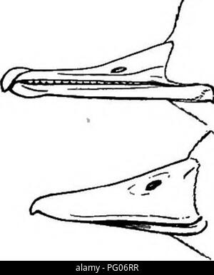 . Wie man weiß, die Enten, Gänse und Schwäne in Nordamerika, den Arten, die je nach Größe und Farbe gruppiert. Enten, Gänse, Schwäne, Vögel. 15 15 15 15 16 16 16 17 17. Bitte beachten Sie, dass diese Bilder sind von der gescannten Seite Bilder, die digital für die Lesbarkeit verbessert haben mögen - Färbung und Aussehen dieser Abbildungen können nicht perfekt dem Original ähneln. extrahiert. Cory, Charles B. (Charles Barney), 1857-1921. Boston, zum Verkauf von Little, Brown &Amp; Co. Stockfoto