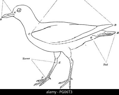 . Wie man weiß, die Enten, Gänse und Schwäne in Nordamerika, den Arten, die je nach Größe und Farbe gruppiert. Enten, Gänse, Schwäne, Vögel. Bill. Bitte beachten Sie, dass diese Bilder sind von der gescannten Seite Bilder, die digital für die Lesbarkeit verbessert haben mögen - Färbung und Aussehen dieser Abbildungen können nicht perfekt dem Original ähneln. extrahiert. Cory, Charles B. (Charles Barney), 1857-1921. Boston, zum Verkauf von Little, Brown &Amp; Co. Stockfoto