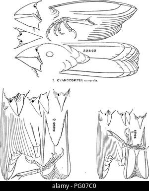 . Die Vögel von Nord- und Mittelamerika: ein Beschreibender Katalog der höheren Gruppen, Gattungen, Arten und Unterarten von Vögel in Nordamerika zu kommen, von der Arktis landet auf dem Isthmus von Panama, den Westindischen Inseln und andere Inseln der Karibik, und das Galapagos Archipel. Vögel. I.0 RYZ0B0RU 8 nutlingi.. 3. GUIRACA caerulea. 4. CYANOSPiZA cyanea.. Bitte beachten Sie, dass diese Bilder sind von der gescannten Seite Bilder, die digital für die Lesbarkeit verbessert haben mögen - Färbung und Aussehen dieser Abbildungen können nicht perfekt dem Original ähneln. extrahiert. Ridgw Stockfoto