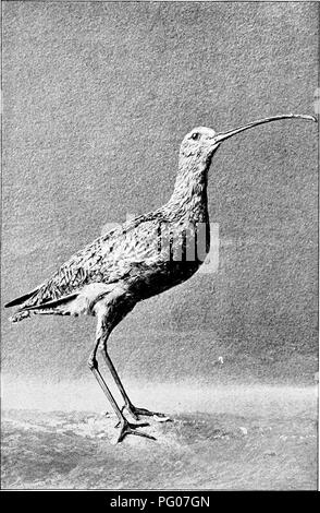 . Unsere eigenen Vögel; eine vertraute Naturgeschichte der Vögel der Vereinigten Staaten. Vögel. (221). Bitte beachten Sie, dass diese Bilder sind von der gescannten Seite Bilder, die digital für die Lesbarkeit verbessert haben mögen - Färbung und Aussehen dieser Abbildungen können nicht perfekt dem Original ähneln. extrahiert. Baily, William L; bewältigen, E.D. (Edward Trinker), 1840-1897. Philadelphia, J. B. Lippincott &Amp; Co. Stockfoto