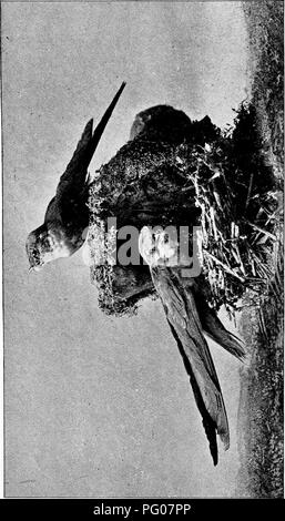 . Unsere eigenen Vögel; eine vertraute Naturgeschichte der Vögel der Vereinigten Staaten. Vögel. . Bitte beachten Sie, dass diese Bilder sind von der gescannten Seite Bilder, die digital für die Lesbarkeit verbessert haben mögen - Färbung und Aussehen dieser Abbildungen können nicht perfekt dem Original ähneln. extrahiert. Baily, William L; bewältigen, E.D. (Edward Trinker), 1840-1897. Philadelphia, J. B. Lippincott &Amp; Co. Stockfoto