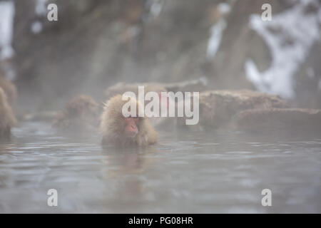 Einige macaque Affen nehmen Sie ein Bad mit der Familie in Asien Japan Stockfoto