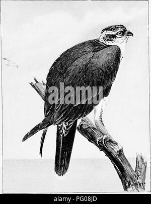 . Song Vögel und Wasservögel. Vögel; Wasservögel. OSPREY eine großartige alte Barbar Raubvogel - eine typische Kannibalen - Chief in Federn (s. 191). Bitte beachten Sie, dass diese Bilder sind von der gescannten Seite Bilder, die digital für die Lesbarkeit verbessert haben mögen - Färbung und Aussehen dieser Abbildungen können nicht perfekt dem Original ähneln. extrahiert. Parkhurst, Howard Elmore, 1848-1916; Fuertes, Louis Agassiz, 1874-1927. New York, C. Scribner's Söhne Stockfoto