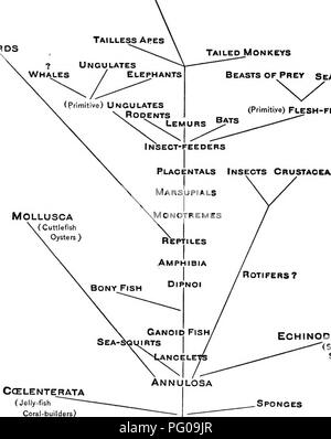 Dieser einleitende zoologische Text behandelt das Verhalten von Tieren bei verschiedenen Arten, von Vögeln bis hin zu Meereslebewesen. Es zeigt die wichtigsten Verhaltensweisen von Raubtieren, Stachelhäutern und Protozoen auf und bietet grundlegende Kenntnisse in den Bereichen Tieraktivitäten und Evolutionsbiologie. Stockfoto