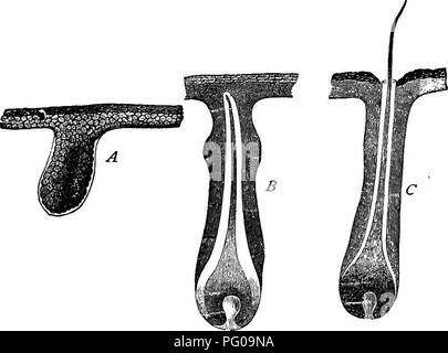 . Tier Aktivitäten; ein erstes Buch im Zoo?. Zoologie; das Verhalten der Tiere. M/tN IN DER NÄHE VON VERWANDTEN (Säugetiere). 229 Wachstum aus der Epidermis. Haare, Krallen, Hufe und Hörner sind alle von der gleichen Substanz, die als unsere eigenen Fingernägel. Sind alle Änderungen des epider-mis oder äußeren Haut. In seinem Wachstum ein Haar taucht hinab in die echte Haut und bilden eine papille die versunkenen in die Lederhaut oder wahre Haut ist. Diese papille an seiner Basis mit Drüsen der Beölung der Haare, Muskeln für die Errichtung, Blut-Gefäße für Pflegende, und die Nerven für. Abb. 192.- Wachstum der Haare. Ein, Rudiment; B, Haar-Rudiment wit Stockfoto
